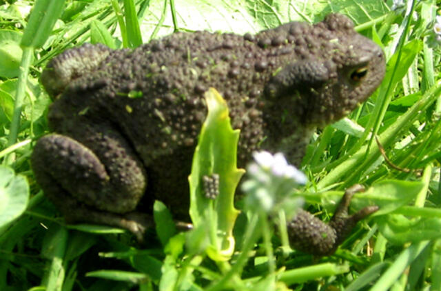 Kaip gyvūnai pajunta artėjantį žemės drebėjimą?