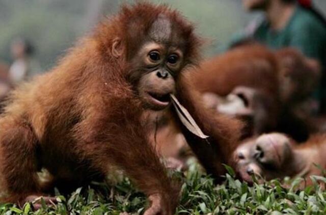 Orangutangai per "iPad" galės bendrauti su kitų zoologijos sodų gyventojais