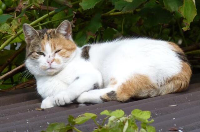 Turtus paliko priglaustam benamiui katinui