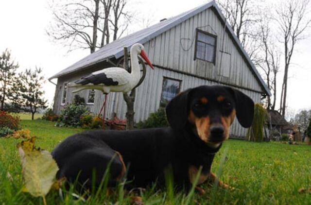 Mokestis už gyvūnus - vienkartinis