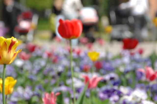 Pasaulinio garso floristui Peteriui Hessui įteiktas Gerumo kristalas