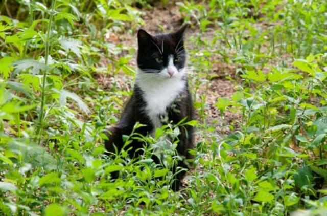 Po dviejų nesėkmingų mėginimų ją užmigdyti, katė rado naujus namus