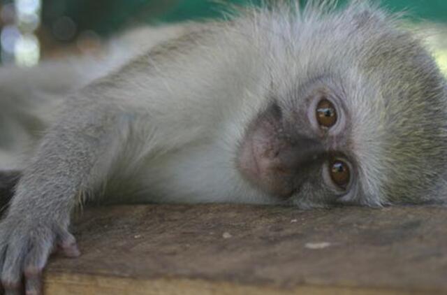 Rasta iš Kalifornijos zoologijos sodo pavogta beždžionėlė