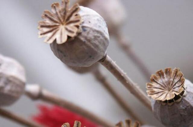 Šiurpi realybė - narkotikai užvaldo vis jaunesnius