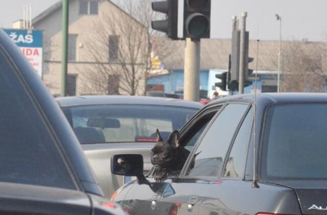 Šunys sostinėje viešuoju transportu galės važinėti tik su dokumentais ir bilietu