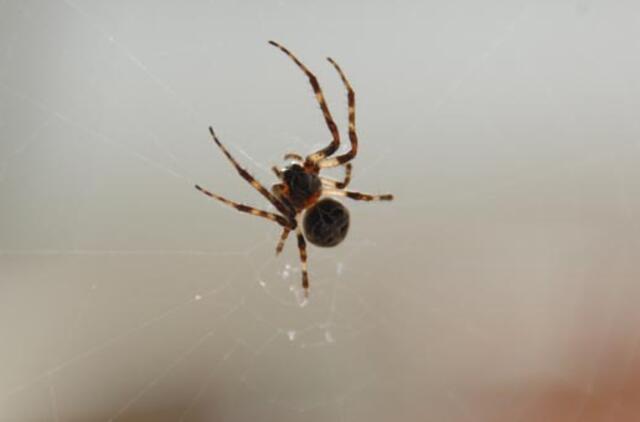 Vokietijos banke policiją iškvietė voras