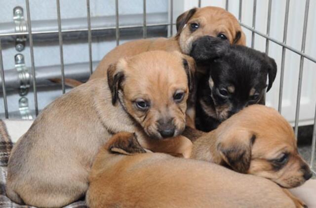 "Būk mano draugas". Penketukas (rado namus!)