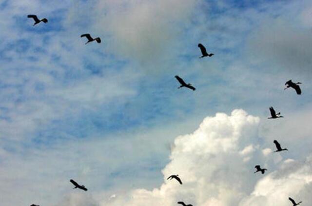 Indijos miestas Kalkuta "bus perdažytas žydrai"