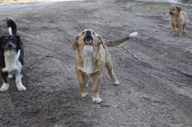 Neprižiūrėti šunys ir katės perduoti gyvūnų globos organizacijai