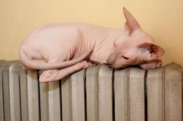 Penkiuose didžiuosiuose miestuose vėl brangsta šiluma ir karštas vanduo