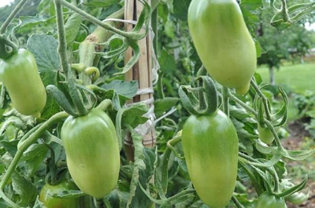 Pomidoro augalą supainiojo su kanape