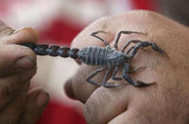 Skorpionai gali matyti kūnu, teigia JAV mokslininkai