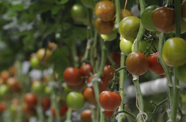 Kokias gėles ir daržoves sėti kovą?