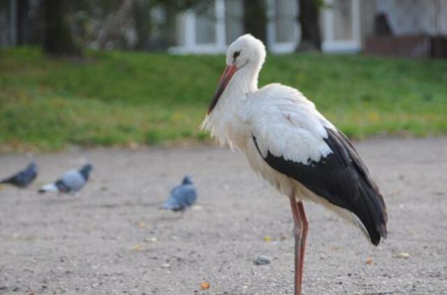 Kovo 26-oji: vardadieniai, dangaus kūnai, istorija