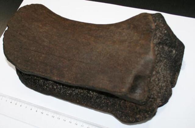 Ties Olandų Kepure rastas, spėjama, mamuto kaulas