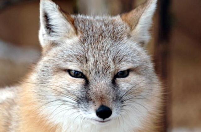 Vyriškį apiplėšė... lapė