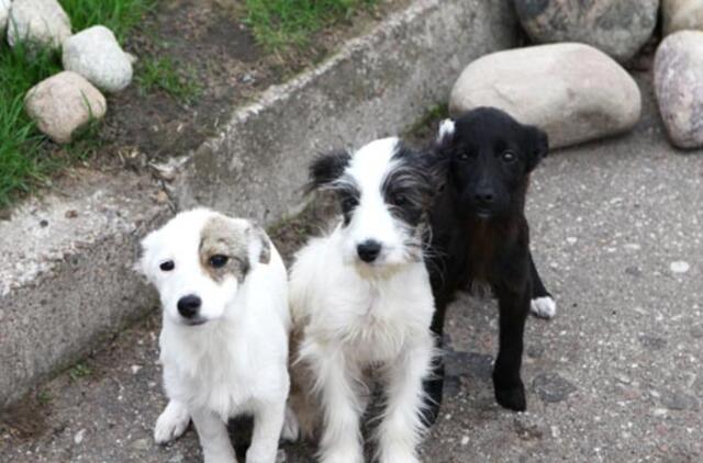 "Būk mano draugas". Šansi, Šelti ir Snufis