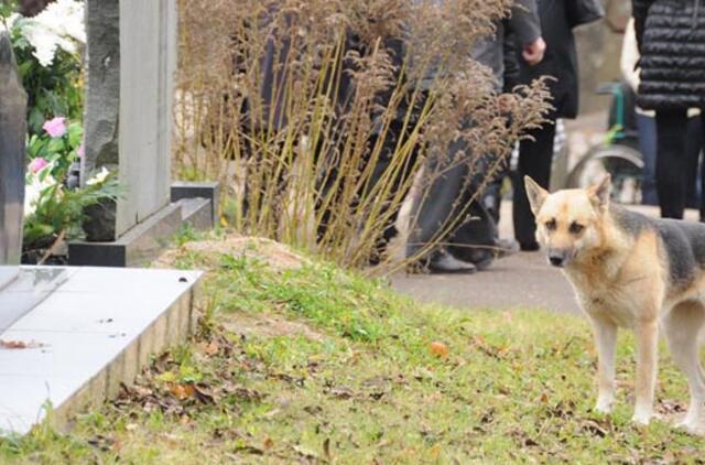 Gyvūnų kapinių idėja sklando ore