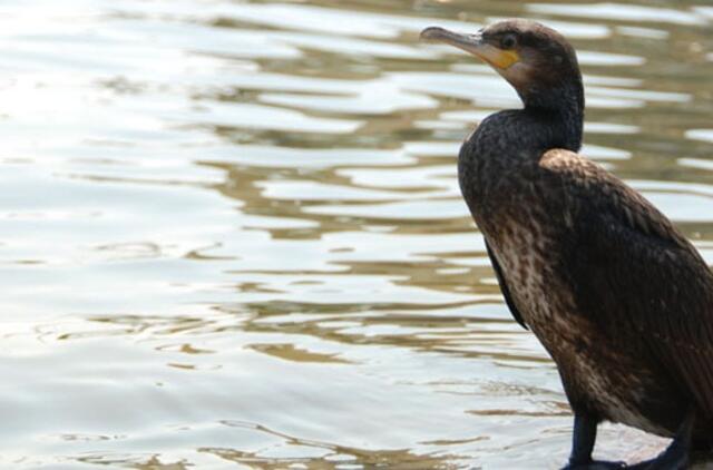 Juodkrantėje perintys kormoranai pradėti baidyti petardomis