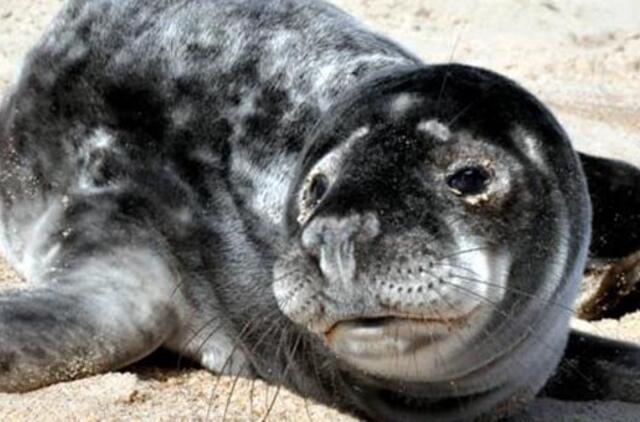 Jūrų muziejus priglaudė pamestinuką Velykį