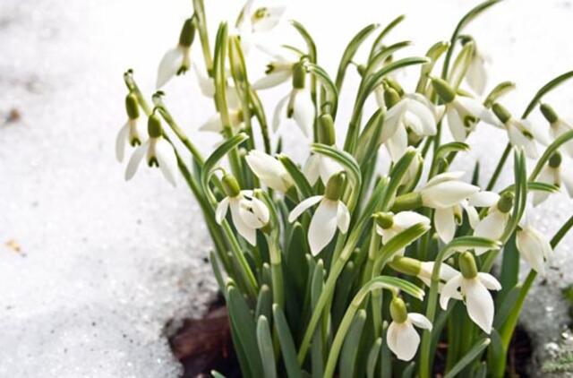 Klaipėdoje Šv. Velykos - baltos