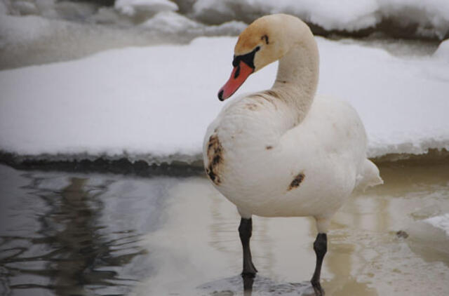 Naktimis laikysis neigiama temperatūra