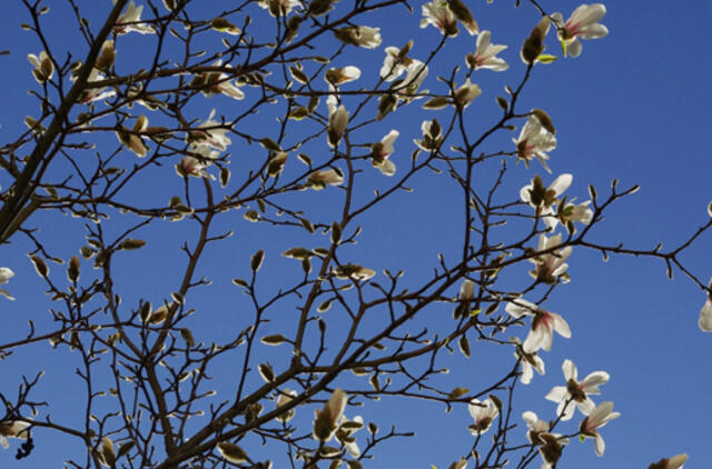 Pražydo Šilutės pasididžiavimas - japoniškos magnolijos