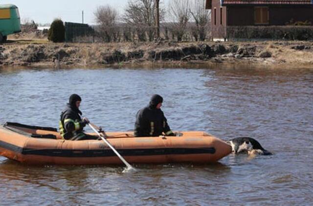 Ugniagesiai Minijos upėje "sužvejojo" negyvą jautį