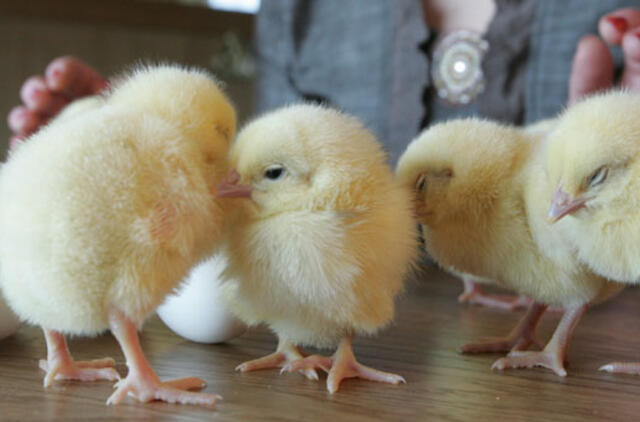 Uzbekistano mokytojams alga išmokėta viščiukais