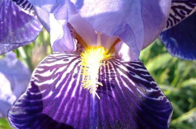 Gegužės 30-oji: vardadieniai, dangaus kūnai, istorija