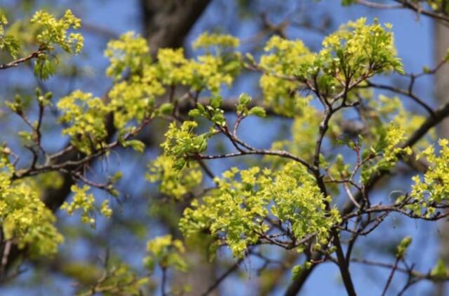 Gegužės 9-oji: vardadieniai, dangaus kūnai, istorija