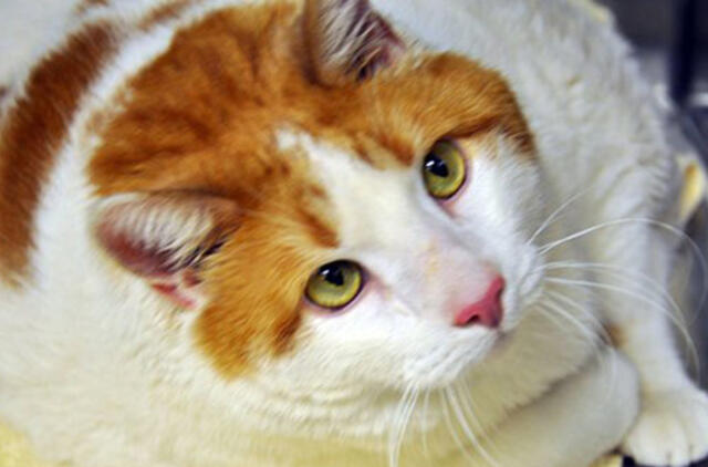 JAV: nugaišo storiausias pasaulyje katinas