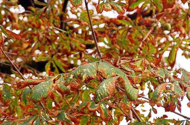 Kauno kaštonus gelbės feromoninės gaudyklės