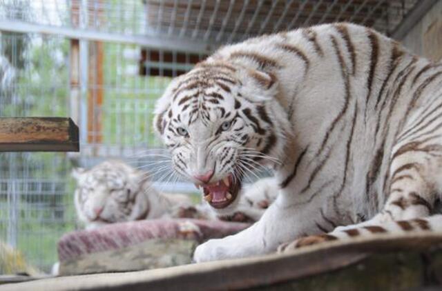 Minizoo naujokai šiepia iltis