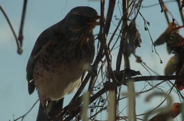 Sužieduotą paukštį palaikė šnipu