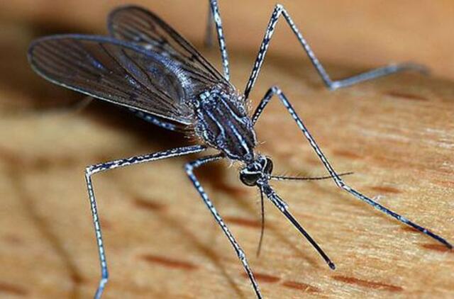 10 liaudiškų priemonių nuo uodų