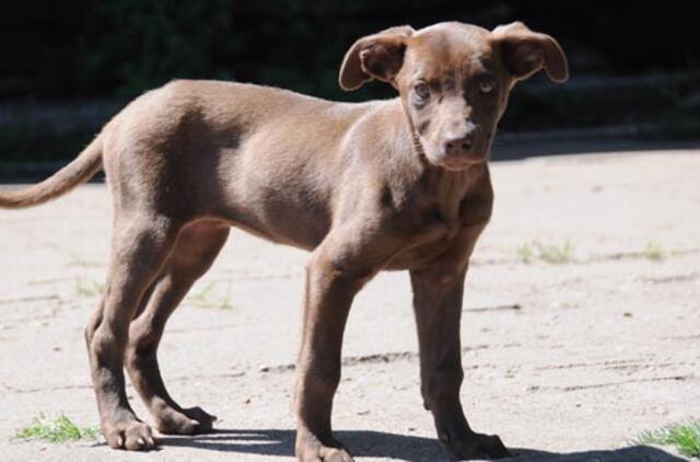 "Būk mano draugas". Akyra (rado namus!)