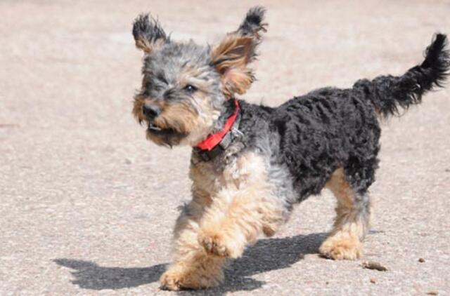 "Būk mano draugas". Niujorkas (rado namus!)