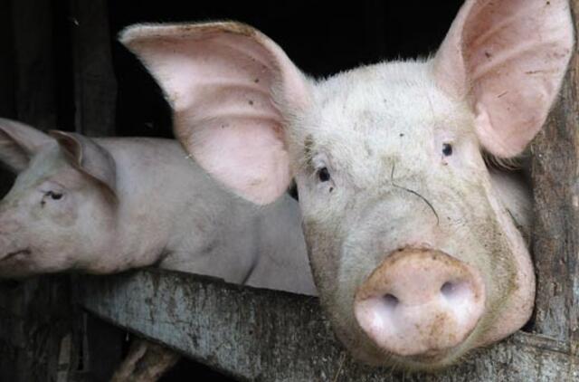 Dėl afrikinio kiaulių maro į Rusiją laikinai uždraustas gyvų kiaulių eksportas iš Lietuvos