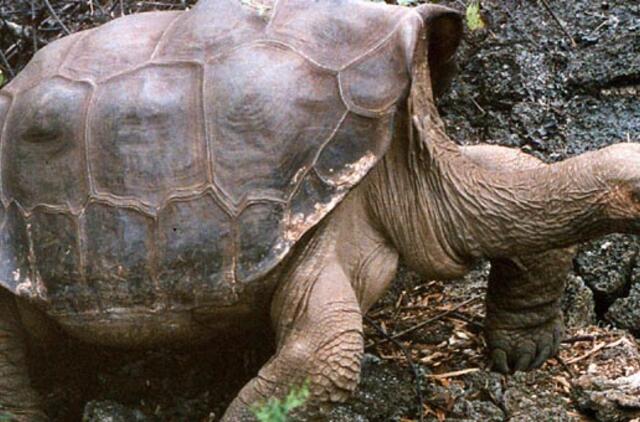 Ekvadore nugaišęs šimtametis vėžlys bus balzamuotas ir eksponuojamas