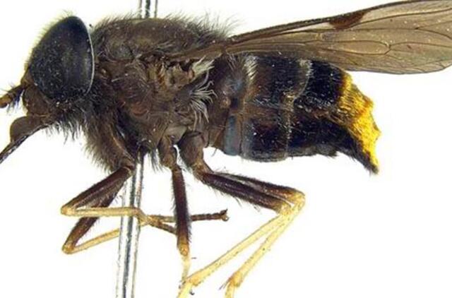 Infekcinių ligų sukėlėjus vasarą dažnai platina ir musės