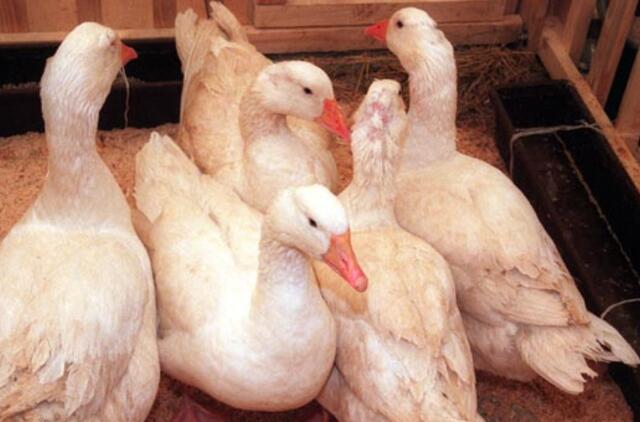 Kalifornijoje bus uždraustas žąsų kepenėlių paštetas