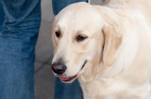 Retriveris šeimininkui atneša duonos ir keksiukų