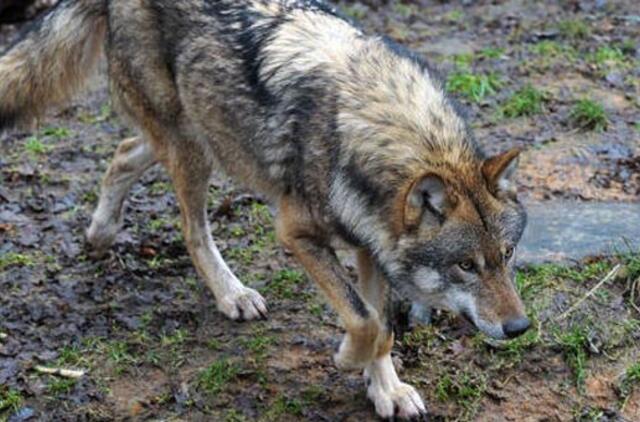 Švedijoje zoologijos sodo prižiūrėtoją sudraskė vilkai