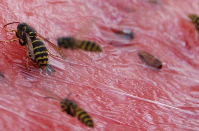 Per karščius Šiauliuose - rekordinis vabzdžių antpuolis