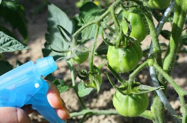 Fiziologiniai pomidorų sutrikimai