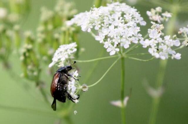 Kaitra šią savaitę atlėgs