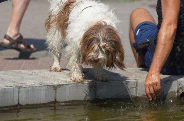 Karštis ir drėgmė kelia rimtą pavojų gyvūnams transportavimo metu