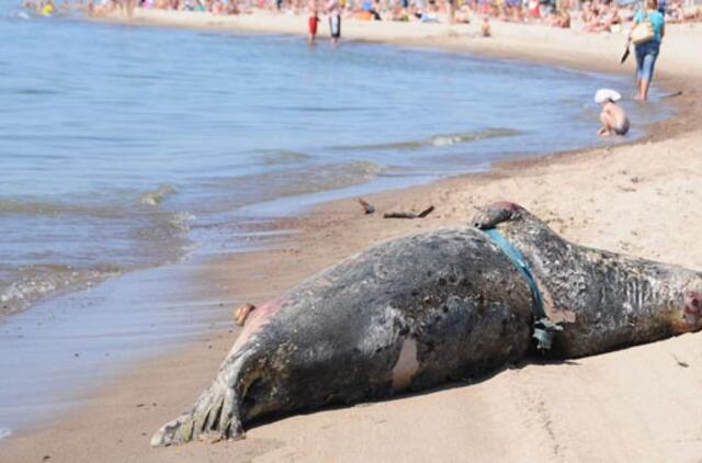Pajūryje - vis daugiau negyvų ruonių