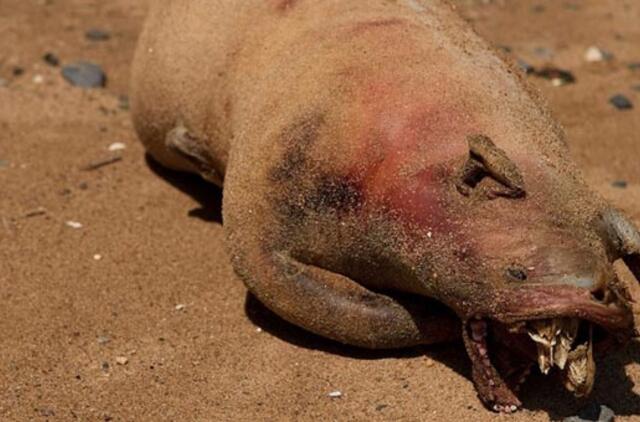 Paslaptingas Niujorko monstras ar kiaulės liekanos?